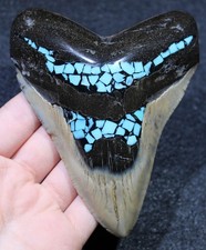 Polished With Inlay Megalodon Extinct Shark Tooth 4.68