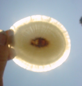 BIG Buddha divine eye shell offering cup enlighten necklace healing charm amulet
