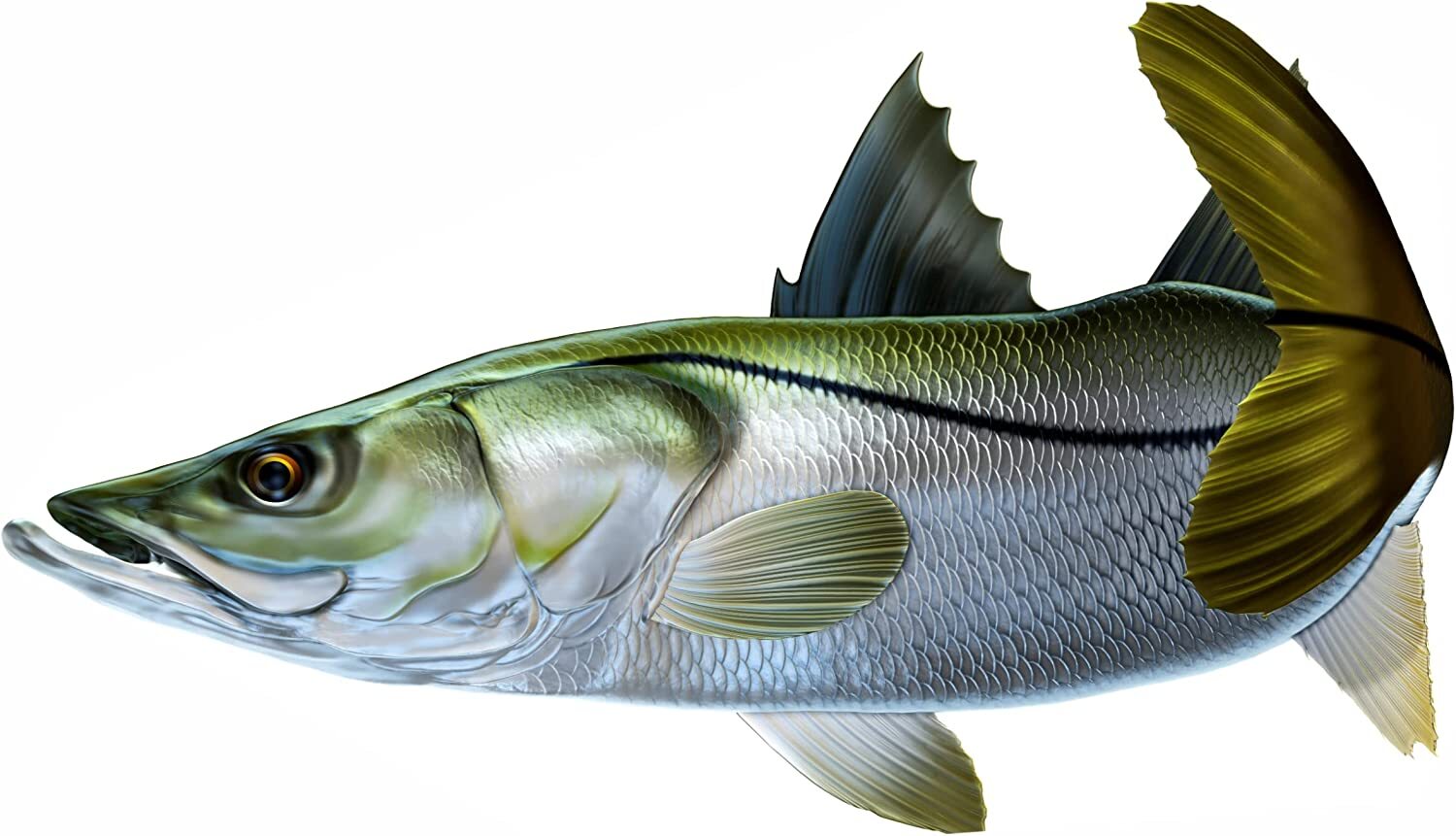 Snook Beautiful Vinyl Sticker Fish Decals for Boat Car Vehicle Truck ...