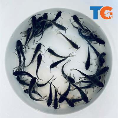 Ornamental Catfish For Sale   Buy Live Channel Catfish Online | Toledo Goldfish