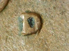 HIGH GRADE MINT ERROR 1946-D  LINCOLN WHEAT CENT RPM#9  XF