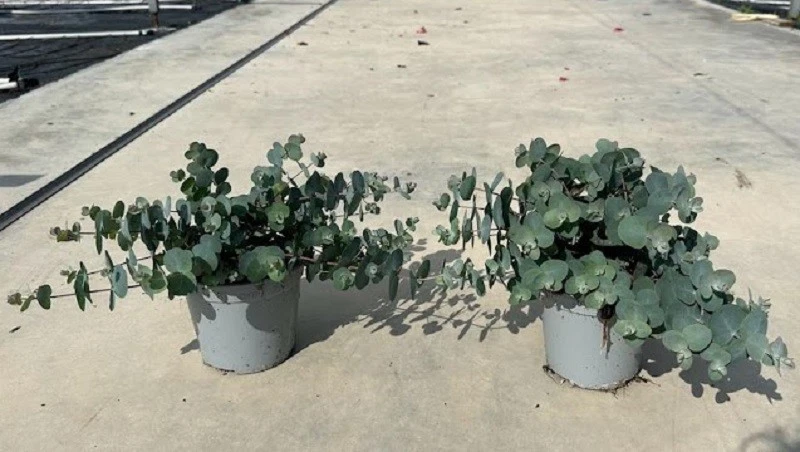 Pianta Eucalipto Gunnii - Immagine 3 di 3