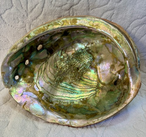 Vintage Large Red Abalone Shell California 8 Inch