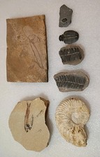 FOSSIL LOT KNIGHTIA, TRILOBITE,AMMONITE,PECOPTERIS,CARBONIFEROUS,ELRATHIA LOT 7