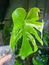 Monstera Mint Large Form White Monster - US Seller - Fast Shipping - Exact Plant