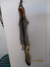 Commercially tanned gray fox nice winter fur good condition average size