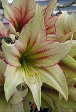 MAGIC GREEN Jumbo Amaryllis 34/36 cm - US Seller