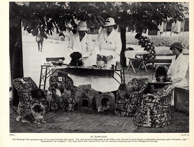 1930s Antique Ranelagh Club Dog Show Pekingese Spoiled Rotten Fun! 6160e