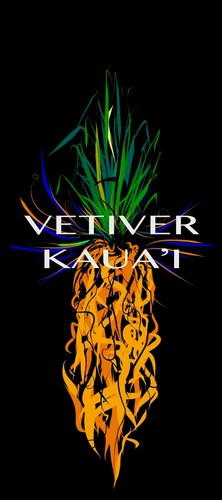 12 Live Vetiver Grass Eco Purifying. Erosion Control grown in Hawaii - Picture 17 of 17