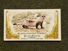 2011 Topps Allen and Ginter Mini Animals in Peril #AP25 Black-Footed Ferret