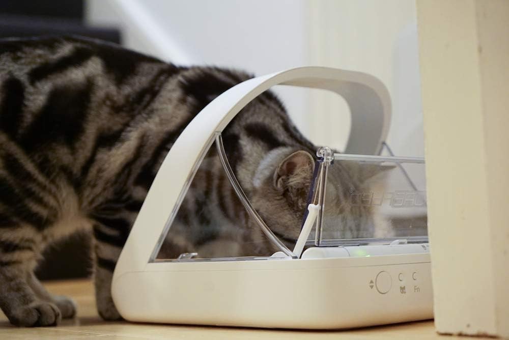 A tabby cat eating from a white SureFeed Microchip Pet Feeder