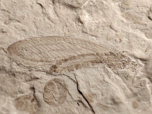 Daohugou fossil late Jurassic China - Picture 3 of 5