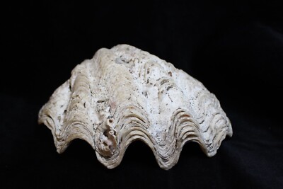 Clam Sea Shell Ruffled Tridacna Gigas Fossil Specimen 4