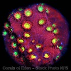 Corals of Eden ~ WYSIWYG Live Coral Frag ~ Bling Bling Cyphastrea ~ LPS — photo 8