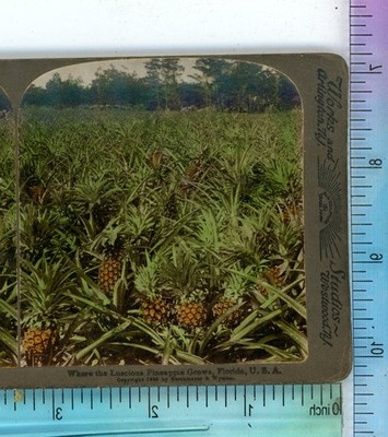 Where Pineapples Grow FL Florida Tinted Underwood Stereoview