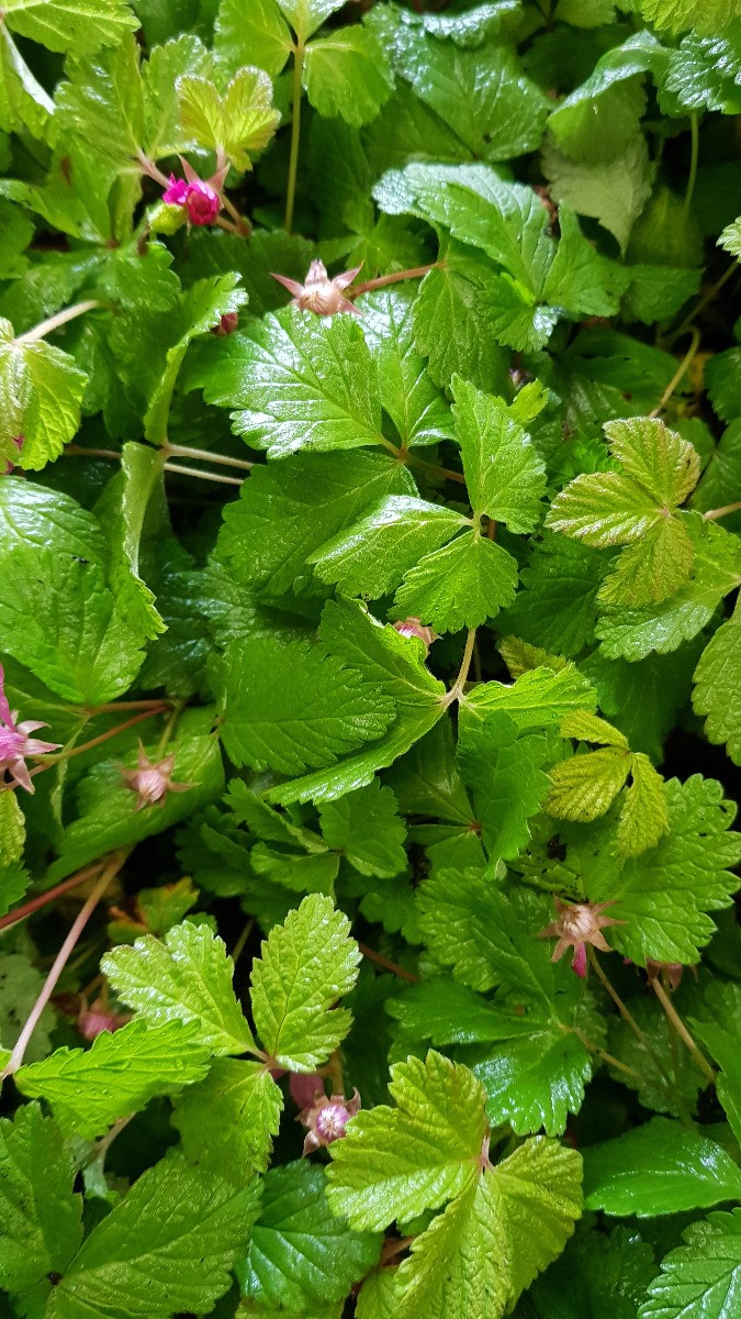 Framboisier nain arctique Rubus arcticus Sofia arbuste fruitier rare de collection