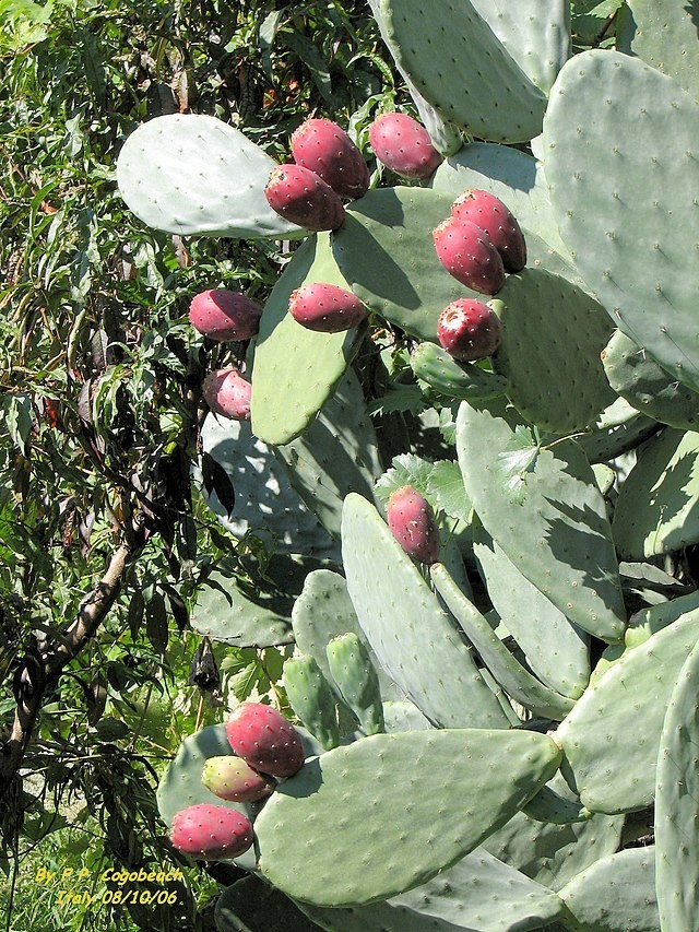 Foto 1 di 1