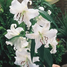2 - CASA BLANCA ORIENTAL LILY Flower Bulbs - Perennial Eye Catching Blooms