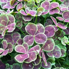 Dutch Clover in 4" Pot Outdoor Trifolium repens ‘Atropurpureum’ Great For Garden