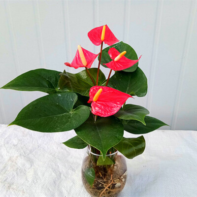 1 Pack 30 Anthurium seeds Rare Red Anthurium Garden Flowerv seeds | eBay