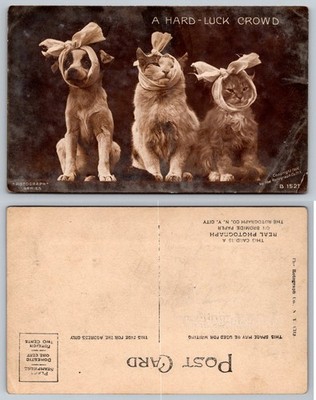 1906 Rotograph Real Photo Postcard A Hard-Luck Crowd Dog Cats Bandages