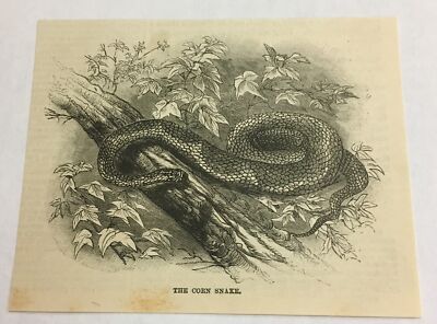 1884 magazine engraving ~ CORN SNAKE