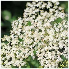 Elder Flower Plant 1-2ft in 1L Pot, Make Elderberry Wine & Elderflower Lemonade
