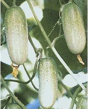 Mongkut Hybrid Thai Asian Cucumber Seeds (25 Seed Pack)