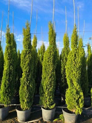 Cupressus Sempervirens Totem - ITALIENISCHES WINTERHARTE ZYPRESSE - 160 cm
