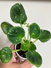 African Violet ШН-Космическая Фея (Space Fairy) well established plant