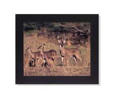 Buck Deer Big Antler Rack w/Family by River Photo Wall Picture Framed Art Print