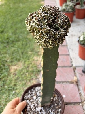 Rare Cactus Grafted   