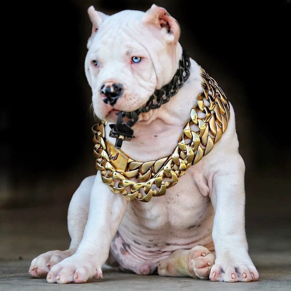 Cadena para mascotas oro diamante cubano 32 mm collar para exhibición canina 316L VENDEDOR AUTORIZADO Foto 4 de 4