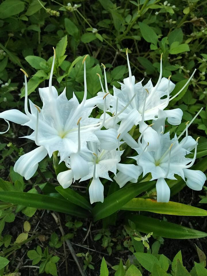 2 BULBS JAVANESE LILY PANCRATIUM ZEYLANICUM RHIZOME FLOWER RARE