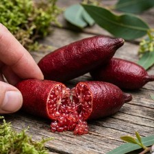 🌿 1-Gallon Australian Red Finger Lime Tree – Red Caviar