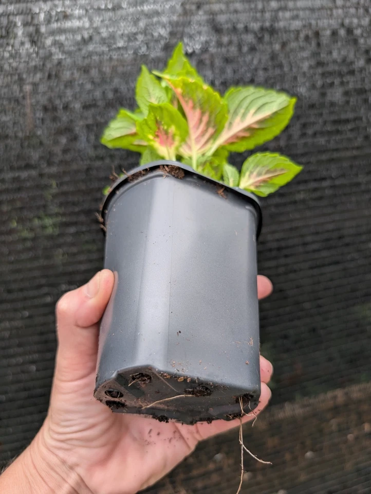 Coleus 'Heartbreaker' 活植物 ROOTED 热粉色 Burgandy 莱姆绿 4 罐 — 第 4/4 张图片