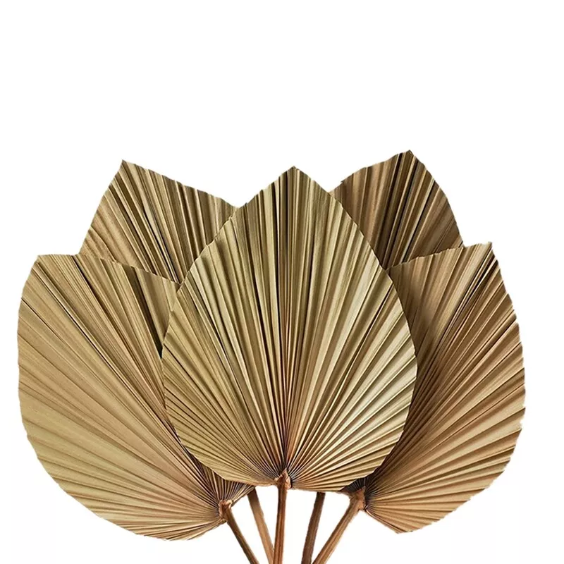 Dried Palm Leaves 5 Pieces 18Inch H x 10Inch W Natural Palm Leaf Decor for