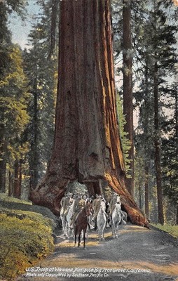 U.S. Troop Big Tree Grove California Unposted Postcard