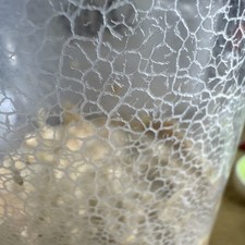 Live Microworms Starter Culture For Aquarium Fish And Fry