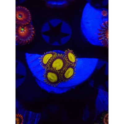 King Midas Zoanthid Frag, WYSIWYG!