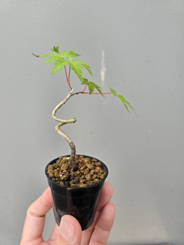 Beautiful Japanese Maple For Mame Or Shohin Bonsai