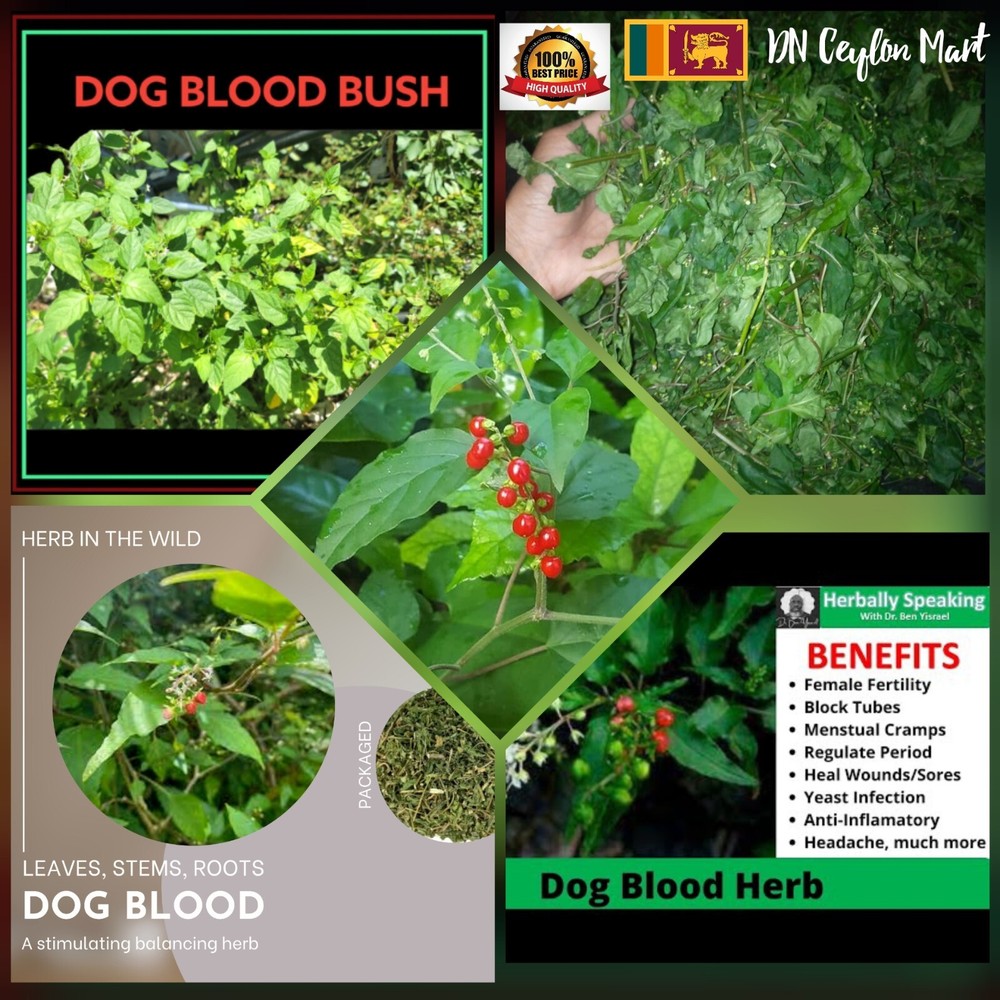 Dog Blood Bush Herb Cuts Rivina Humilis Fertility Bush Plant Organic Natural New