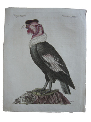 The Condor Vultur gryphus Andes Ornithology Kol Copperplate Bertuch 1800