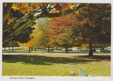 AUTUMN TONE IN THE TREES AT TALLANGATTA VIC NUCOLORVUE POSTCARD