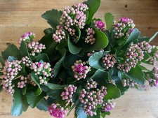 🌸 Stunning Gardenlina® in Bud & Bloom 🌸  Indoor | Outdoor Plants, Evergreen 🌸