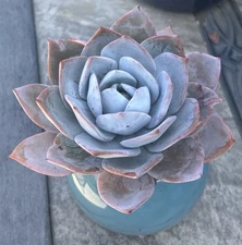 5” Echeveria Cante, Live Succulent Plants, Rare pink succulent 