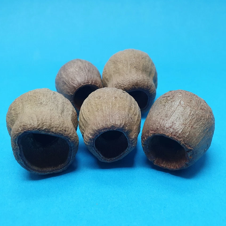 Eukalyptus Shelter / Garnelen Höhle Versteck Aquarium Fische Dekoration / 2-5cm