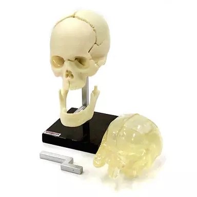 Mini Figur [Geheim] Schädel Modell ''Children's Encyclopedia Human Anatomy