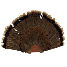 Wild Eastern Turkey Tail Fan For Mounting Decoy Taxidermy