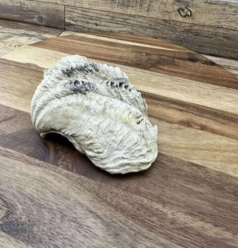 Echte Muschel Muschel gekräuselt Tridacna Gigas Fossil Exemplar 5" x 7" - Bild 6 von 8